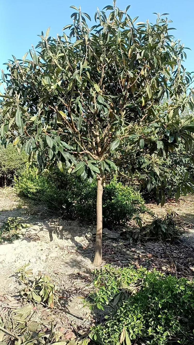 枇杷树