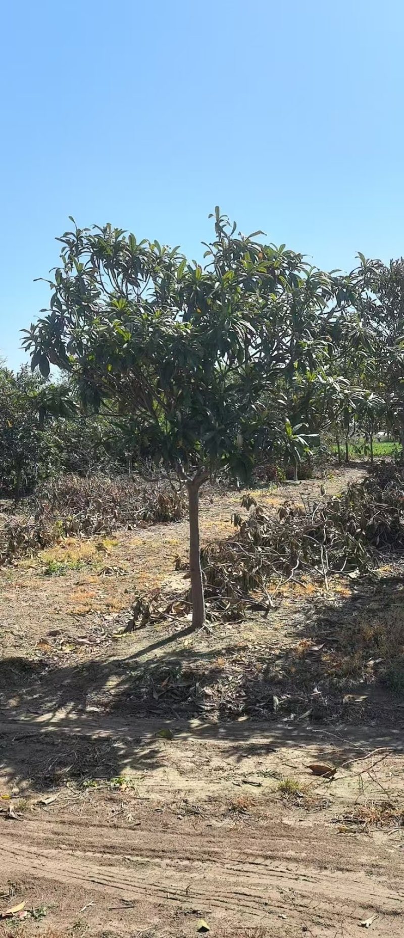 枇杷树