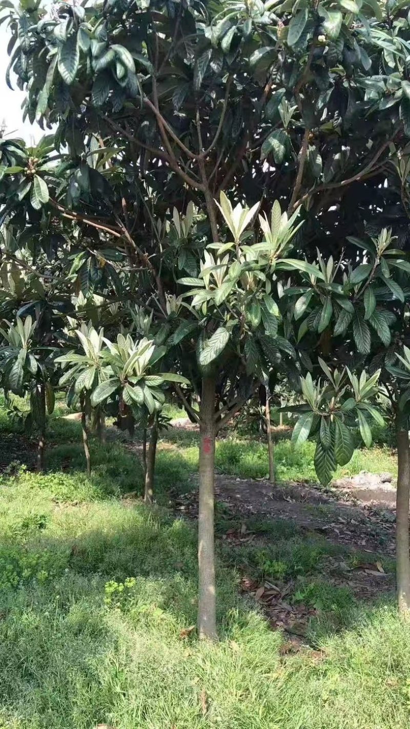 枇杷树