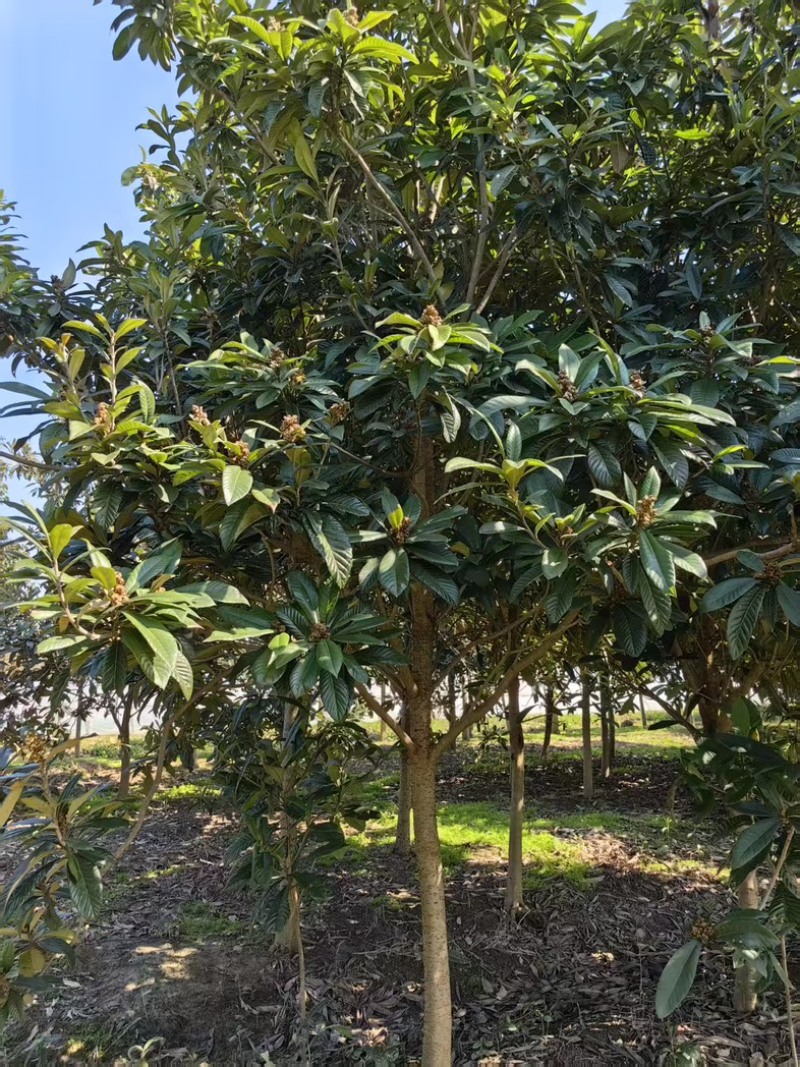 枇杷树