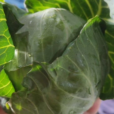 包菜大棚现采摘