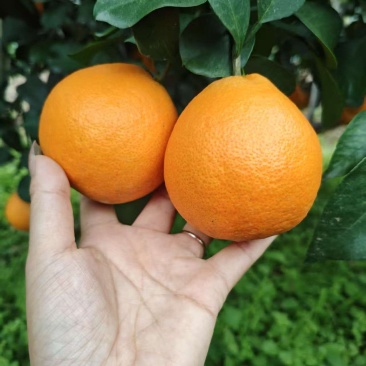 爱媛橙38号，各规格都有