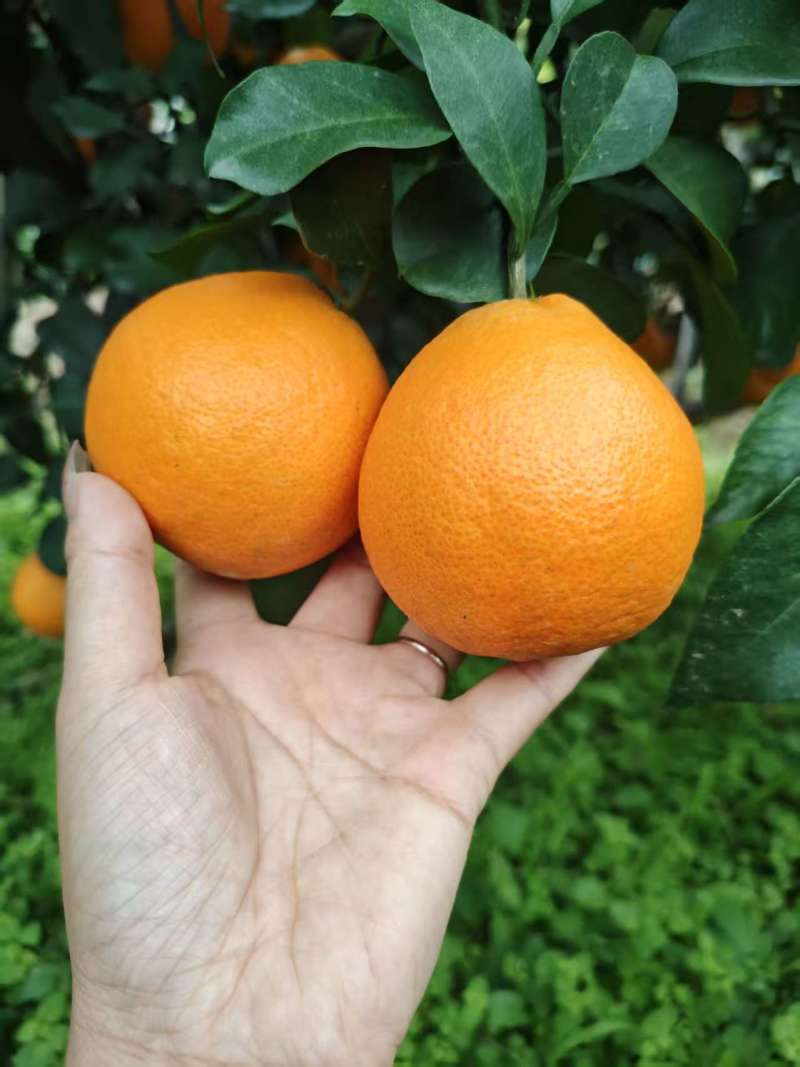 爱媛橙38号，各规格都有