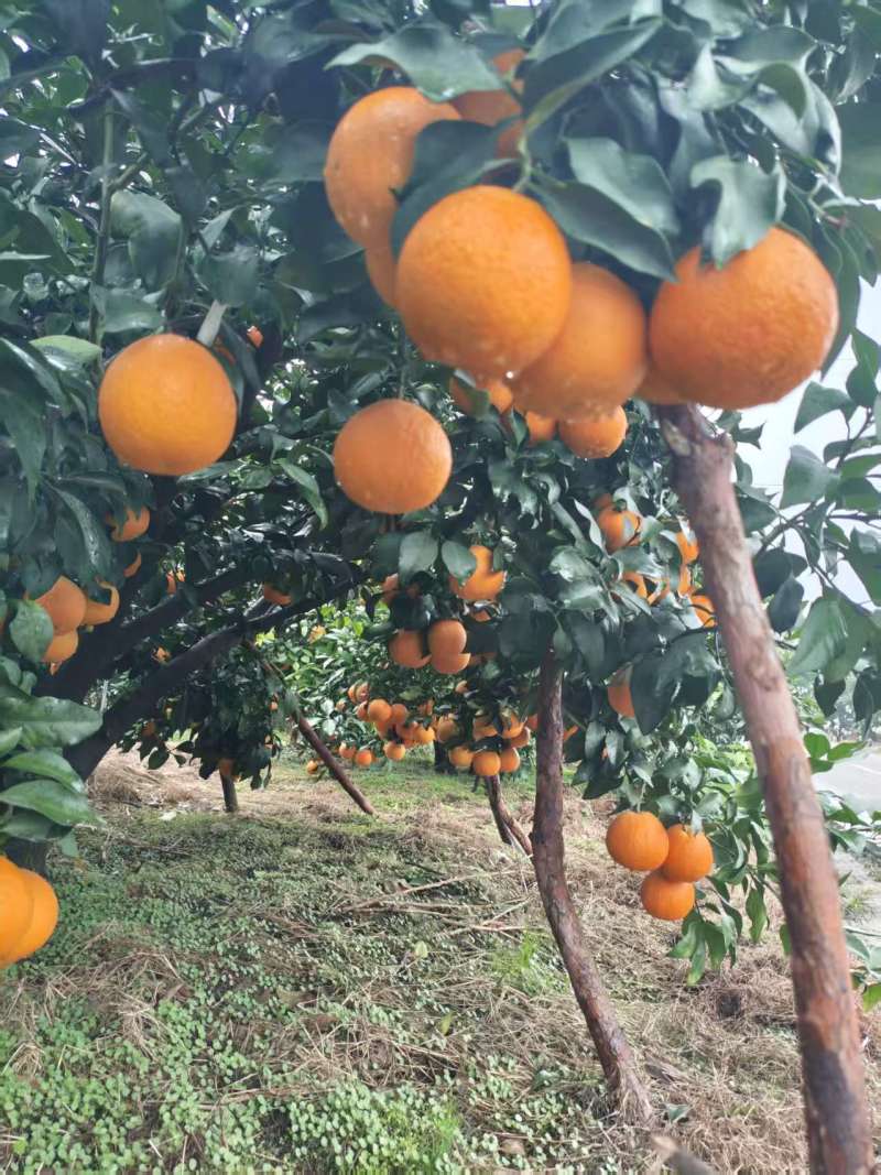 爱媛橙38号，各规格都有