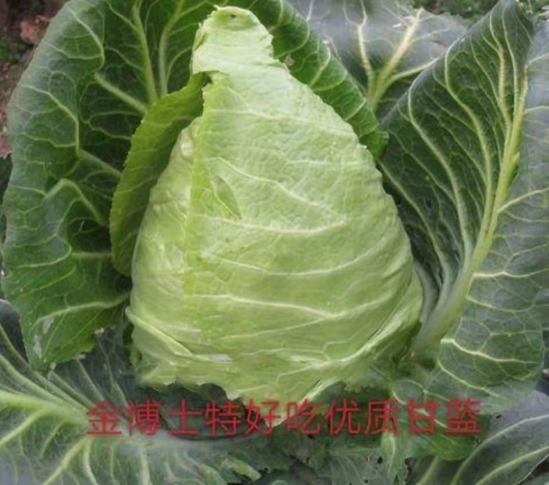 金博士甘蓝种籽颜色绿特别好看品质特好