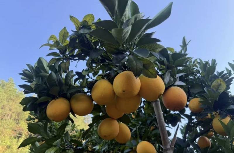 赣南纽荷尔脐橙当季现摘现发精品果礼盒装孕妇榨汁**正宗赣橙
