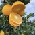 赣南纽荷尔脐橙当季现摘现发精品果礼盒装孕妇榨汁**正宗赣橙