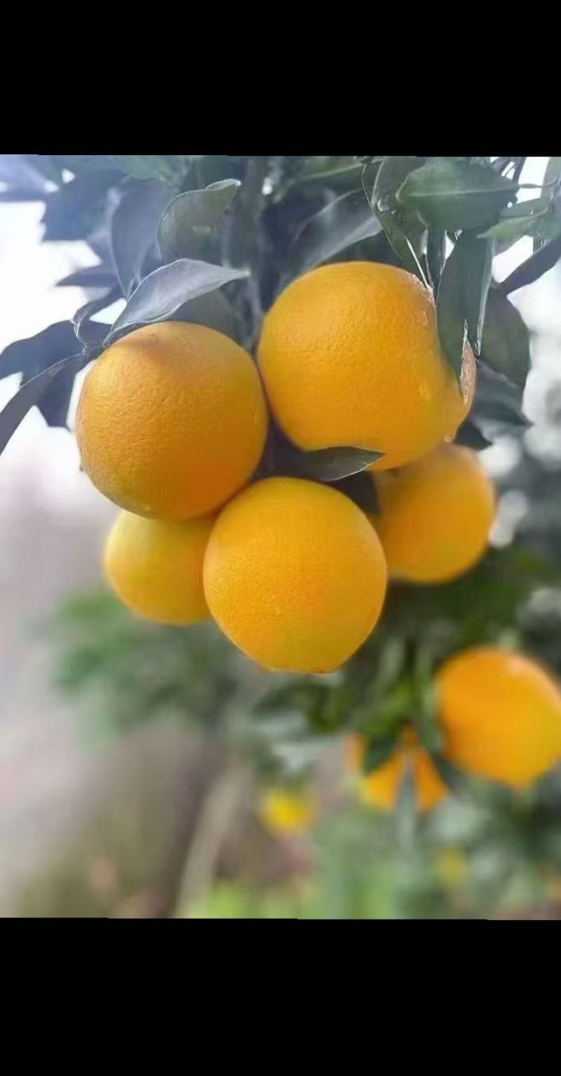 赣南纽荷尔脐橙当季现摘现发精品果礼盒装孕妇榨汁**正宗赣橙