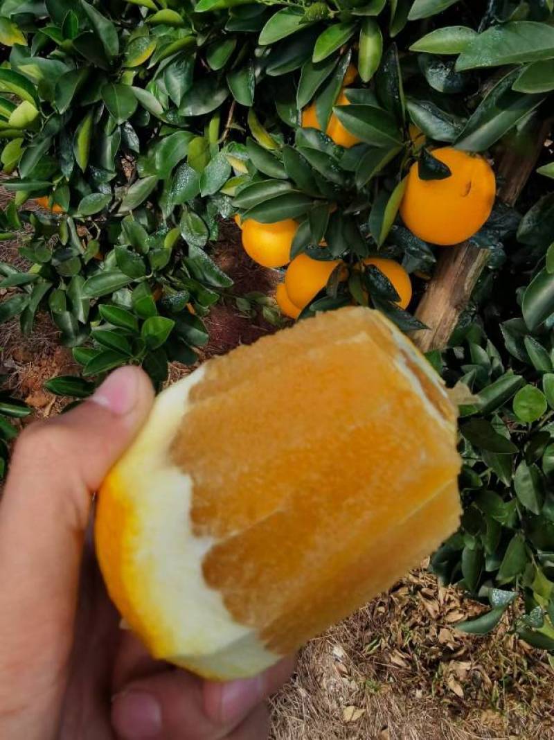 赣南纽荷尔脐橙当季现摘现发精品果礼盒装孕妇榨汁**正宗赣橙