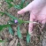 白芨种苗白芨苗紫花白芨苗