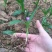 白芨种苗白芨苗紫花白芨苗
