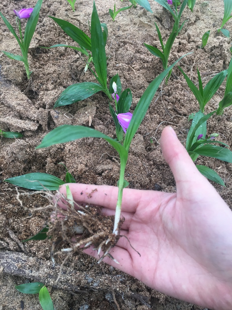 白芨种苗白芨苗紫花白芨苗