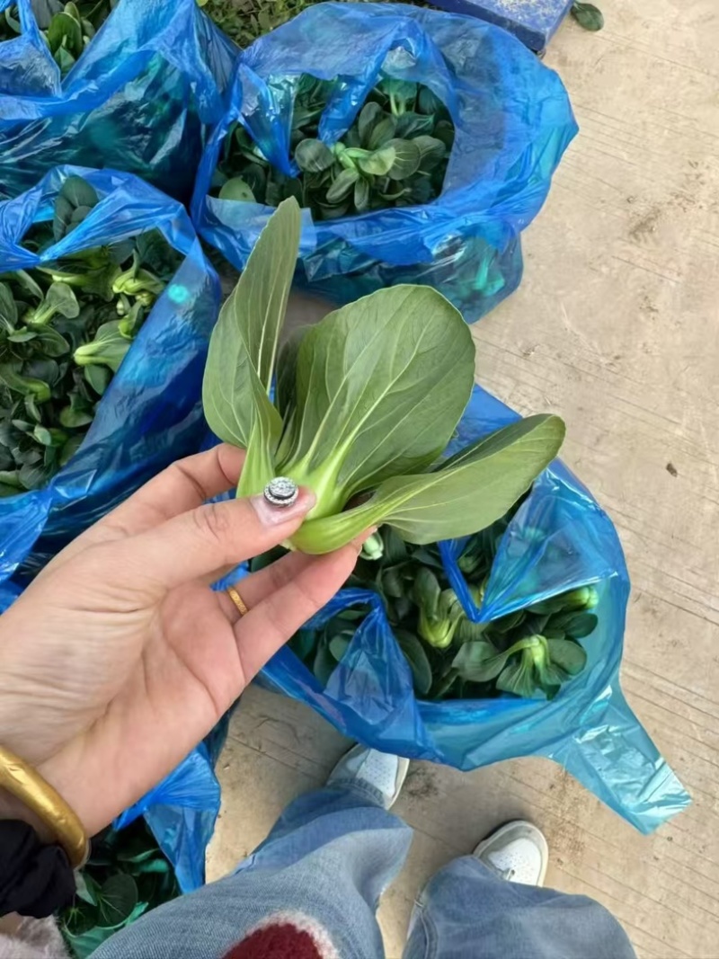 小青仔品质保证服务周到产地直发价格美丽