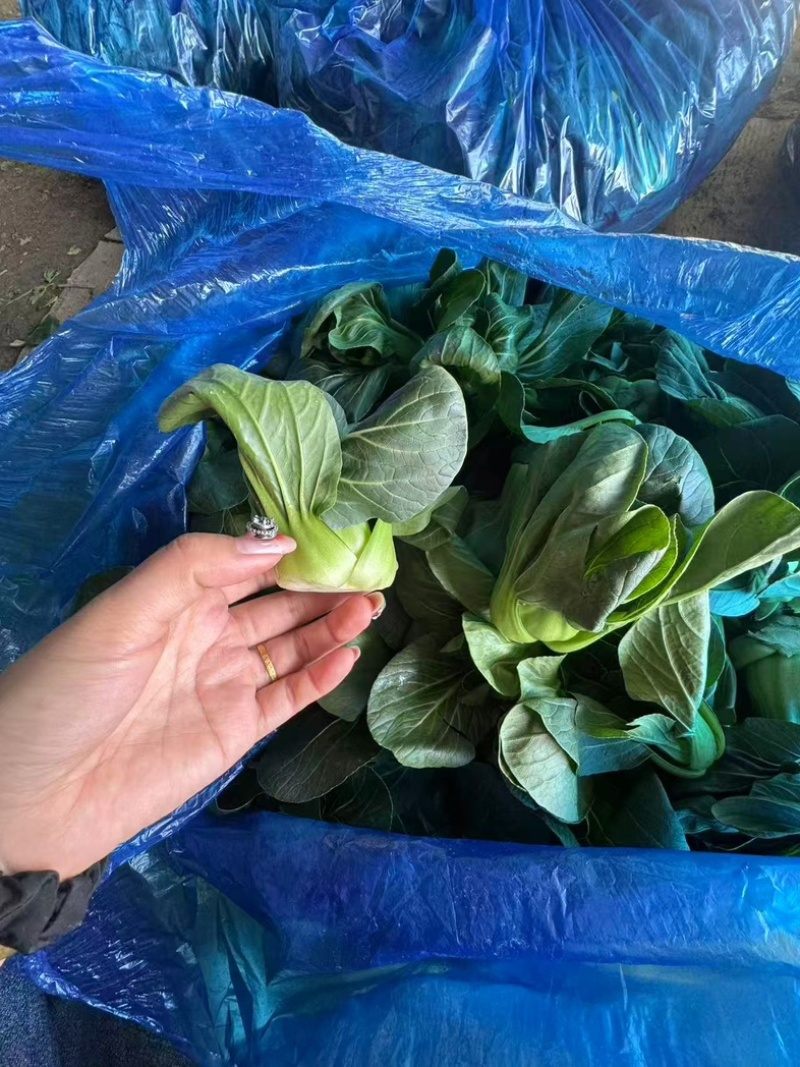 小青仔品质保证服务周到产地直发价格美丽