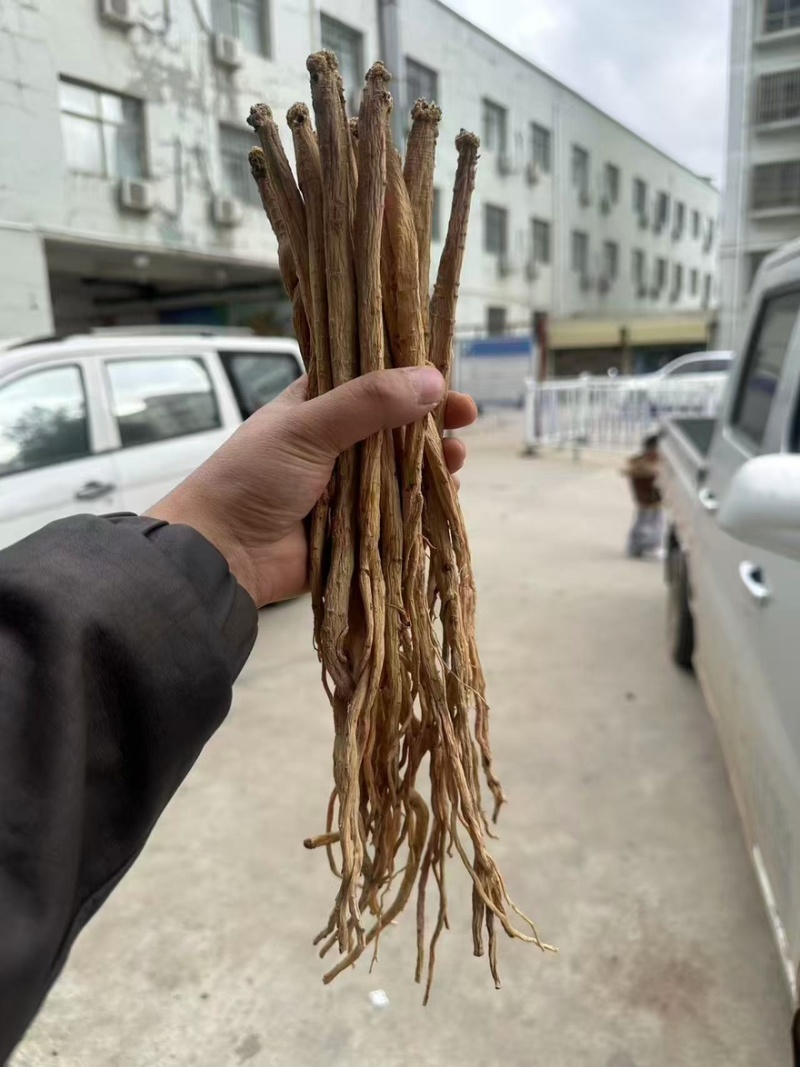 甘肃党参大量有货产地直发一手货源保质保量多买多优