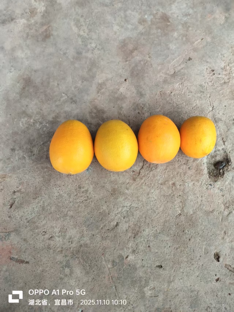 宜昌秭归脐橙，大量供应，一手货源，保质保量，量大优惠，
