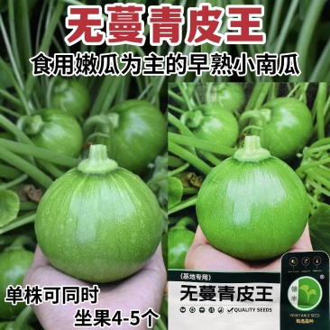 无蔓杂交嫩瓜种子早熟丛生小南瓜高产结果多果型亮丽西葫芦种