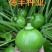 无蔓杂交嫩瓜种子早熟丛生小南瓜高产结果多果型亮丽西葫芦种