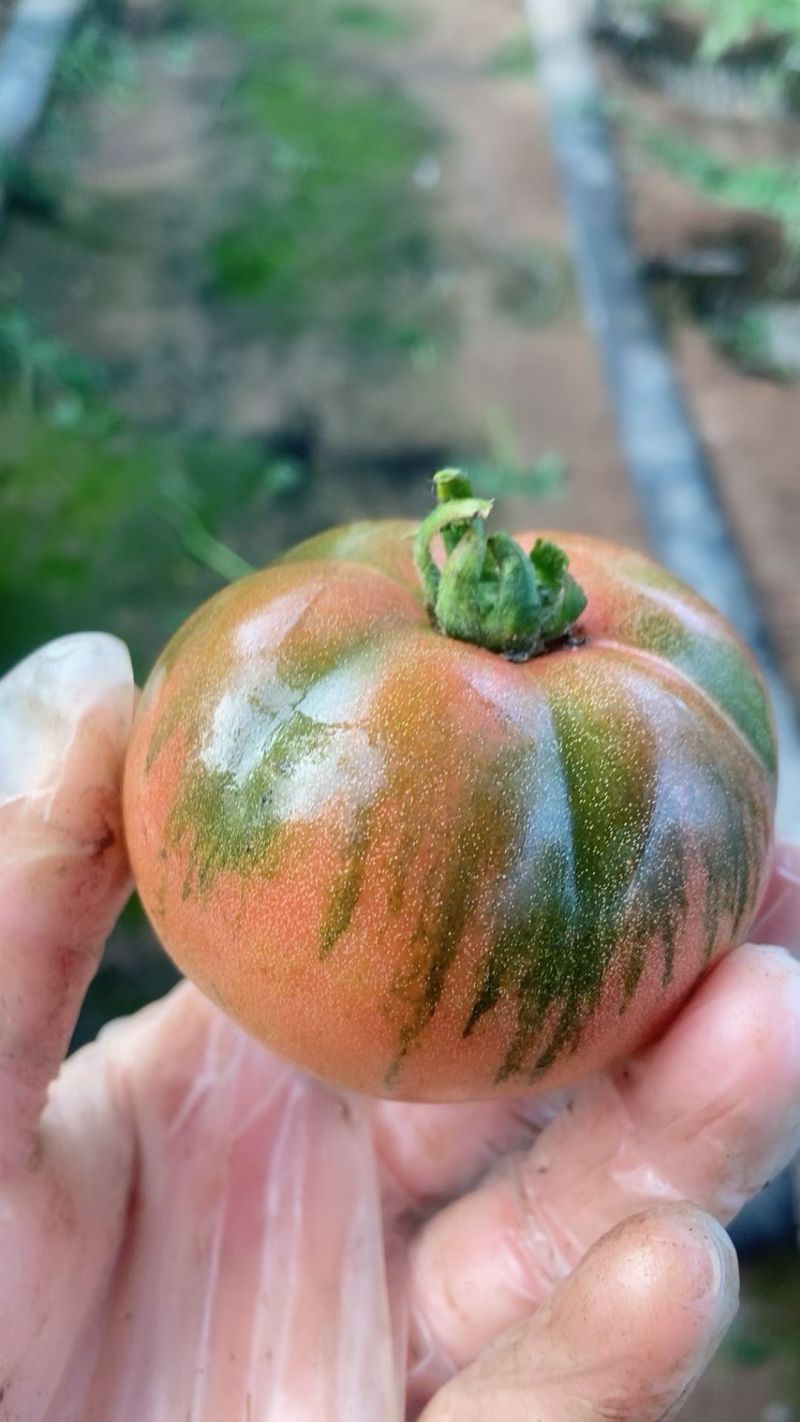 推荐铁皮柿子绿腚碱地柿子草莓柿子自家种植小件批发