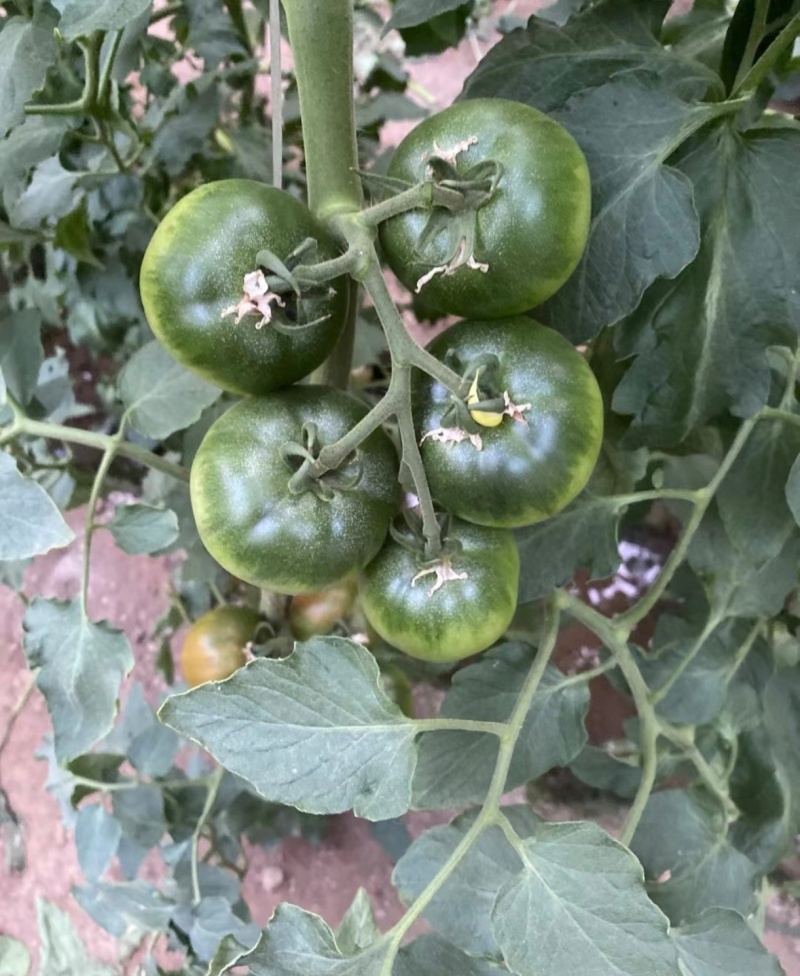 推荐铁皮柿子绿腚碱地柿子草莓柿子自家种植小件批发