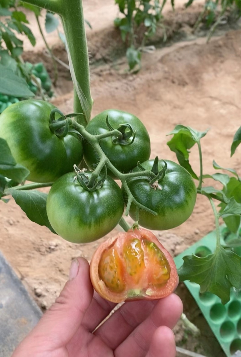 推荐铁皮柿子绿腚碱地柿子草莓柿子自家种植小件批发