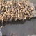 白莲藕大量上市，产地直发，品质保证，服务周到，诚信经营