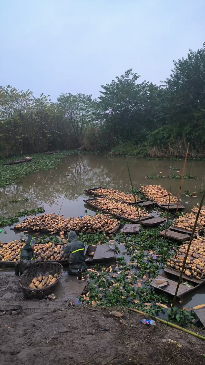 白莲藕大量上市，产地直发，品质保证，服务周到，诚信经营