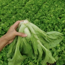 芥菜新鲜包心苦菜盖菜大叶腌菜青菜泡菜大量供应