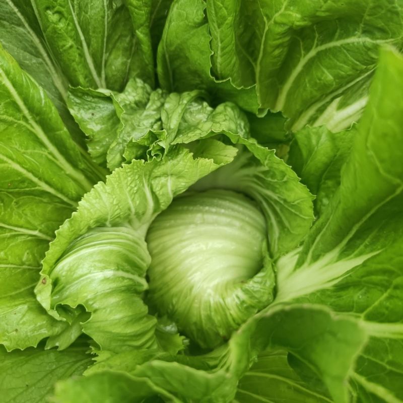 芥菜新鲜包心苦菜盖菜大叶腌菜青菜泡菜大量供应