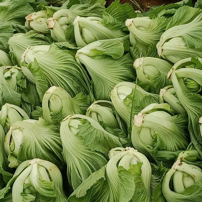 芥菜新鲜包心苦菜盖菜大叶腌菜青菜泡菜大量供应