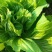 芥菜新鲜包心苦菜盖菜大叶腌菜青菜泡菜大量供应