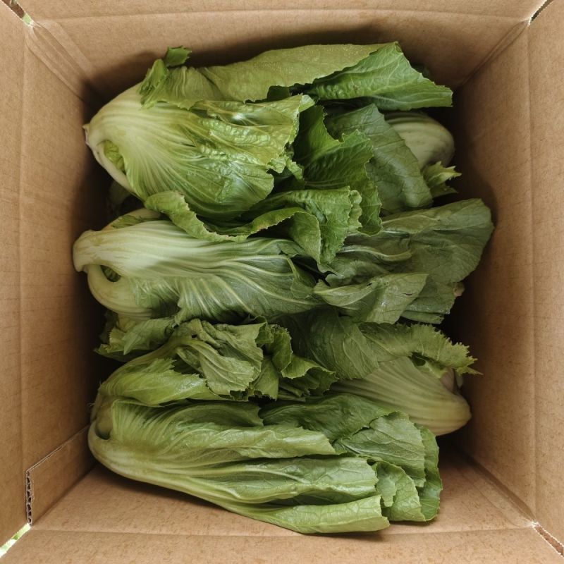 芥菜新鲜包心苦菜盖菜大叶腌菜青菜泡菜大量供应