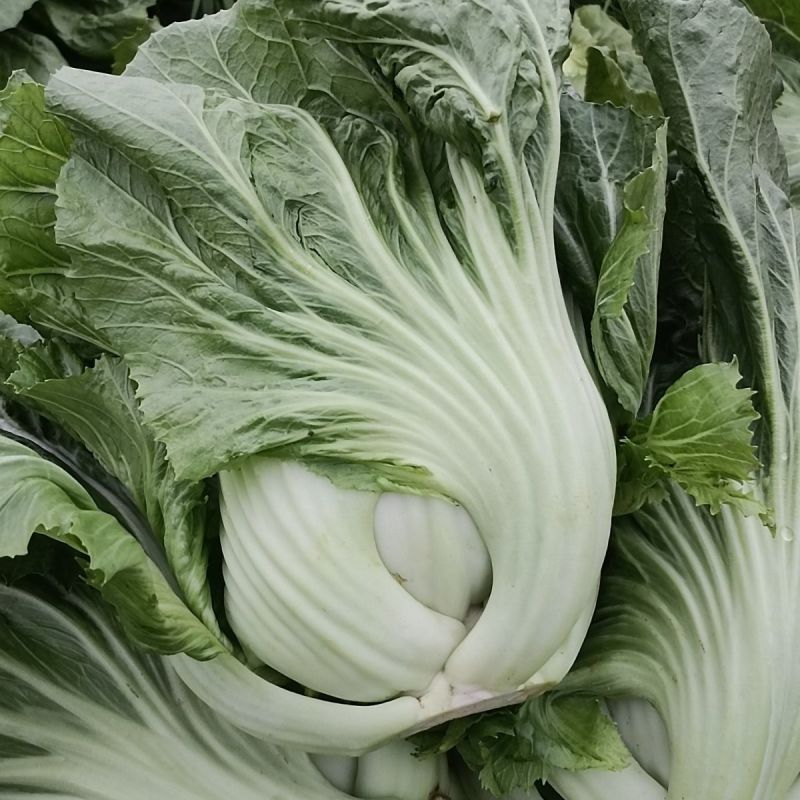 芥菜新鲜包心苦菜盖菜大叶腌菜青菜泡菜大量供应