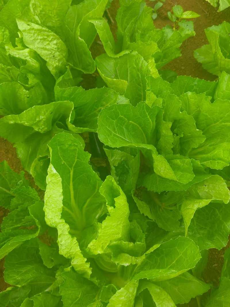 芥菜新鲜包心苦菜盖菜大叶腌菜青菜泡菜大量供应