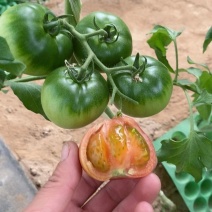草莓西红柿草莓柿子自家种植一手货源小件批发中果以上规