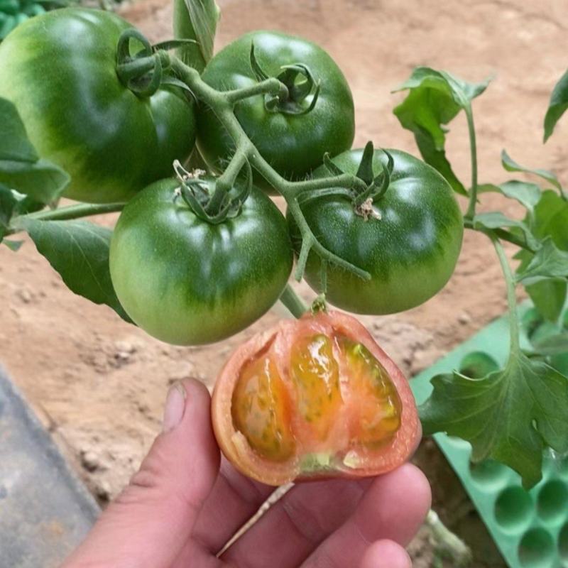 草莓西红柿草莓柿子自家种植一手货源小件批发中果以上规