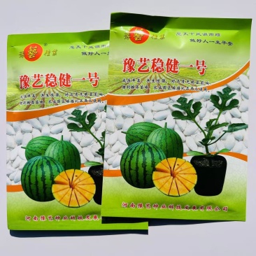 西瓜甜瓜专用砧木嫁接用南瓜种子苗场用抗病豫艺稳健一号粘木