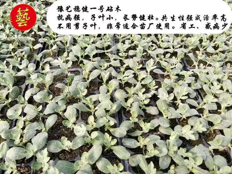 西瓜甜瓜专用砧木嫁接用南瓜种子苗场用抗病豫艺稳健一号粘木