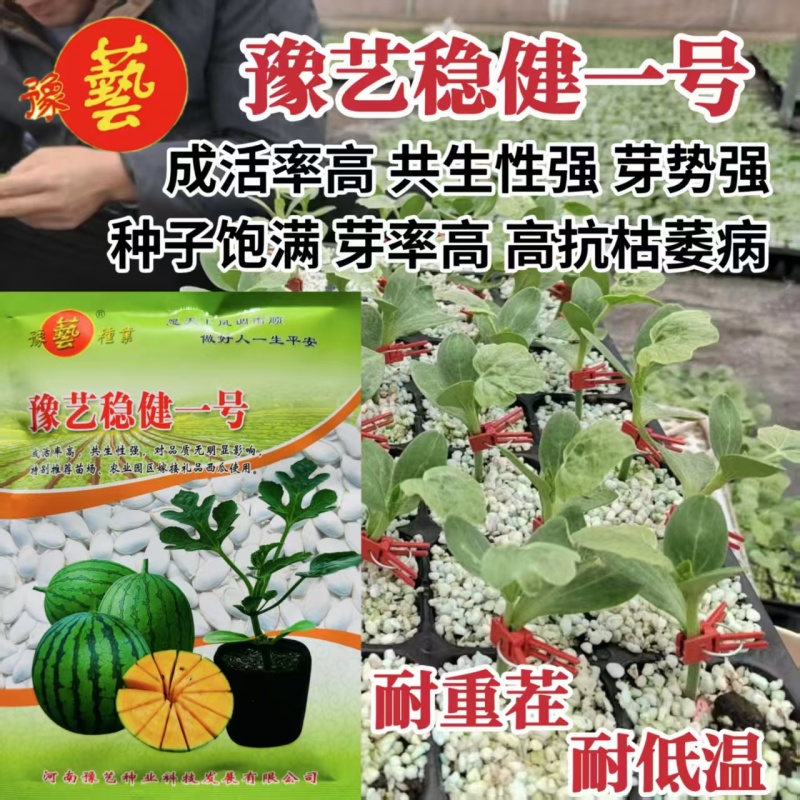 西瓜甜瓜专用砧木嫁接用南瓜种子苗场用抗病豫艺稳健一号粘木