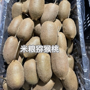 米良猕猴桃大量供应产地直发价格优惠支持视频看货