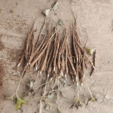 赤芍苗一年的需要的老板可以联系***********