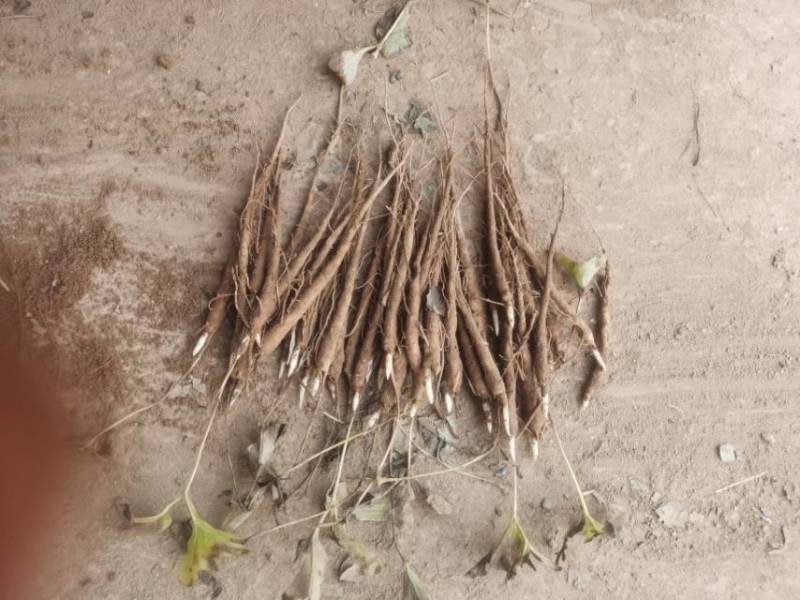 赤芍苗一年的需要的老板可以联系***********
