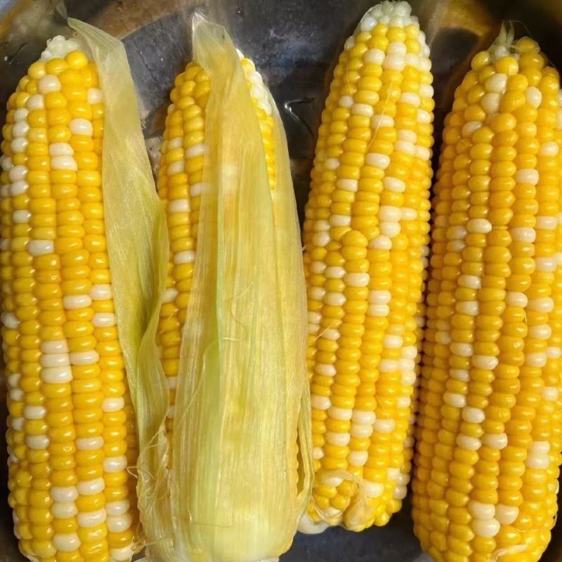 双色水果玉米广西水果玉米假金银可视频看货欢迎来电