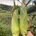 双色水果玉米广西水果玉米假金银可视频看货欢迎来电
