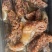 野生棉蜇角