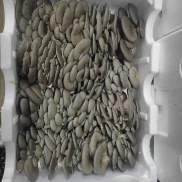 秀珍菇＋平菇＋毛木耳