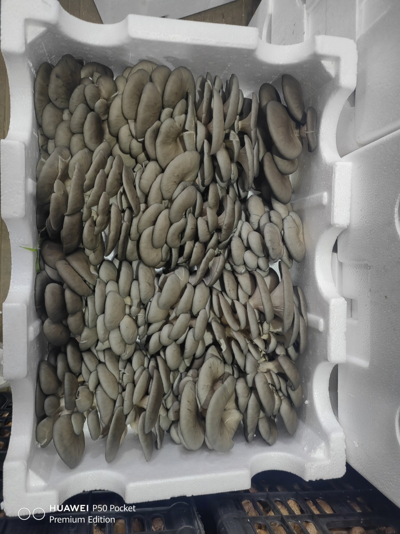 秀珍菇＋平菇＋毛木耳