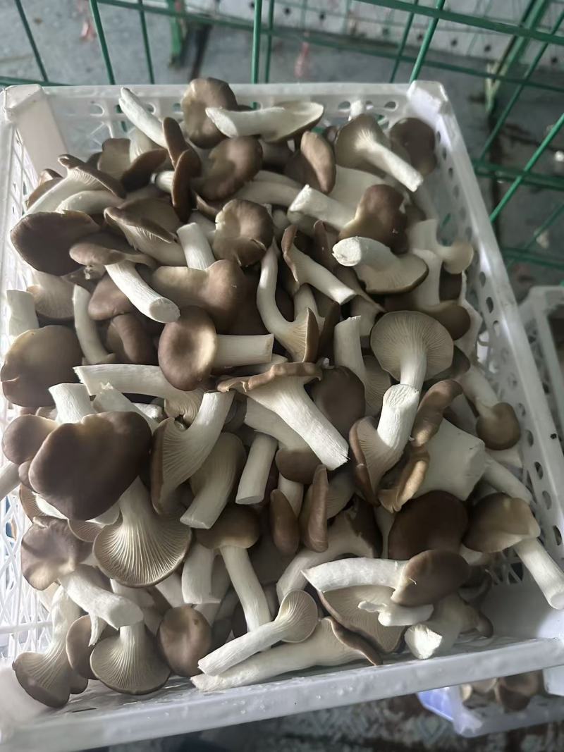 秀珍菇＋平菇＋毛木耳