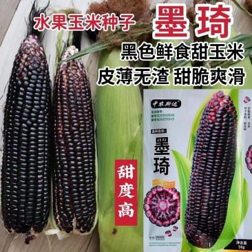 墨琦黑色水果玉米种籽皮薄无渣甜脆爽滑糖度高大棒黑玉米种籽