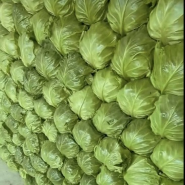 甘蓝包菜万亩基地直发